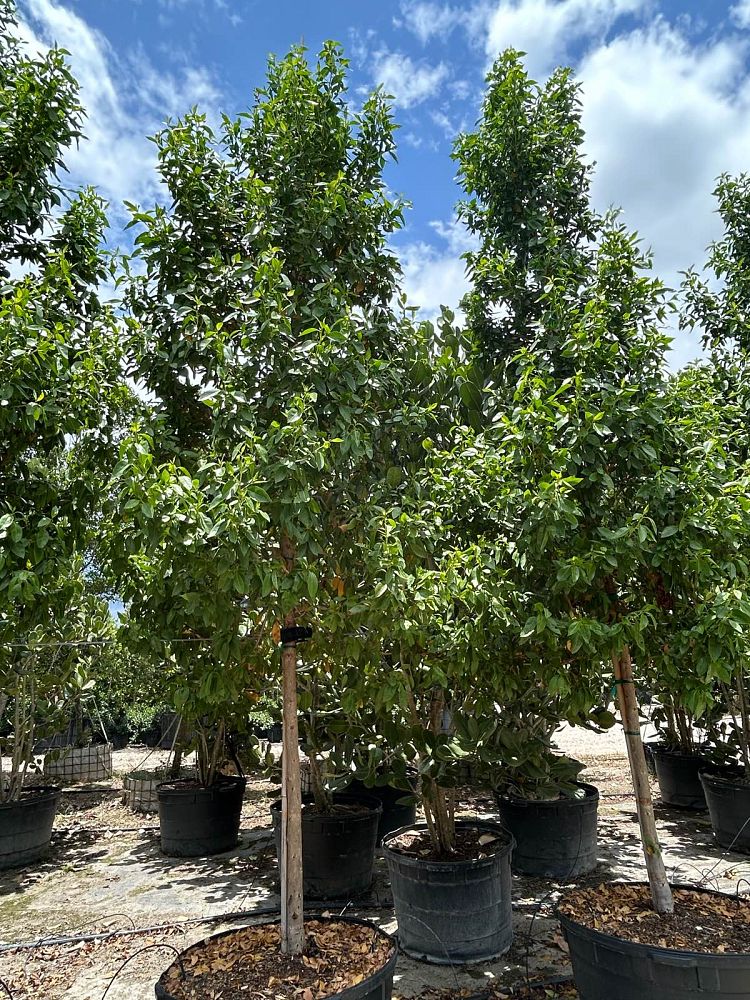 conocarpus-erectus-green-buttonwood