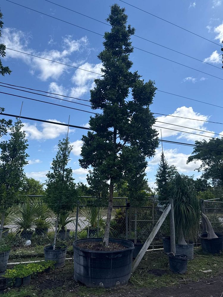 conocarpus-erectus-green-buttonwood