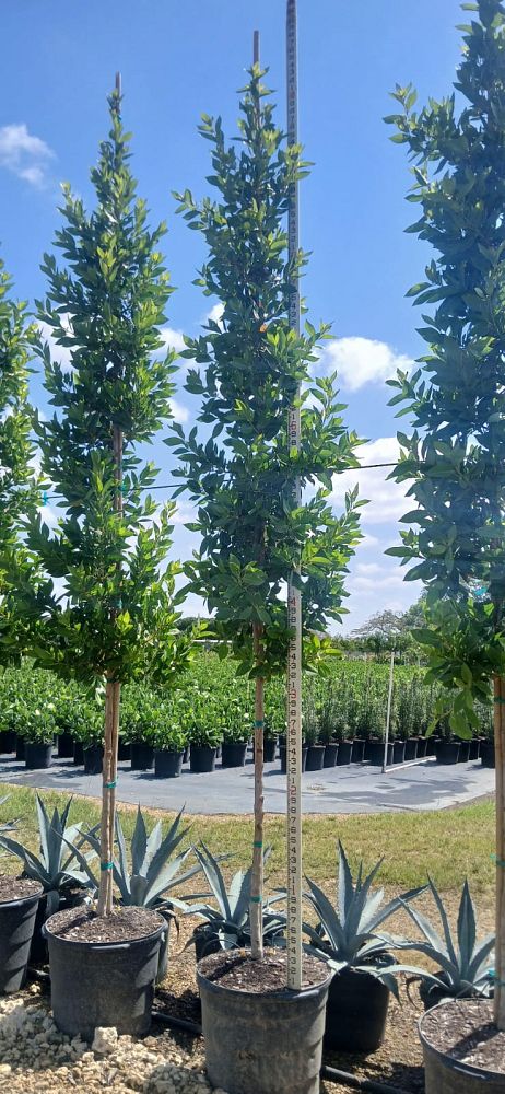 conocarpus-erectus-green-buttonwood
