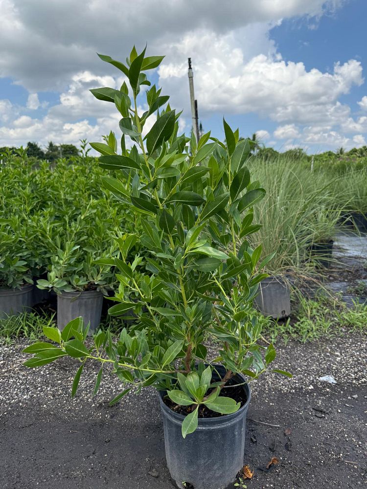 conocarpus-erectus-green-buttonwood