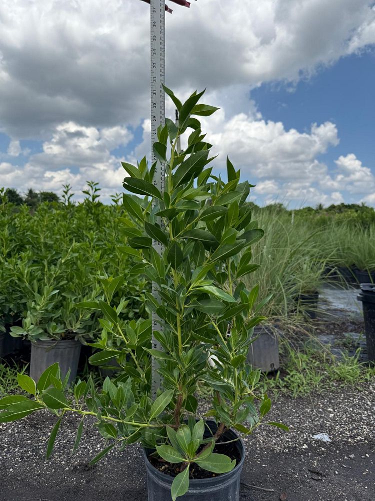 conocarpus-erectus-green-buttonwood