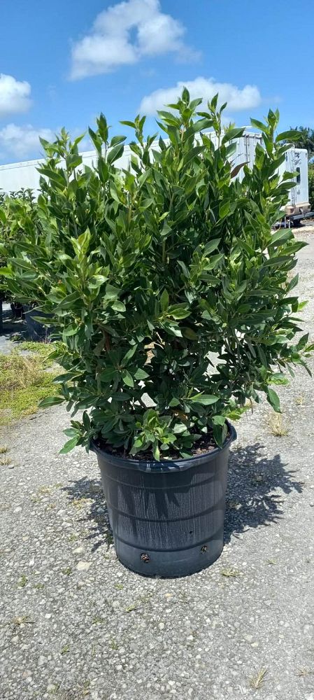 conocarpus-erectus-green-buttonwood