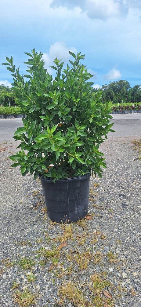 conocarpus-erectus-green-buttonwood