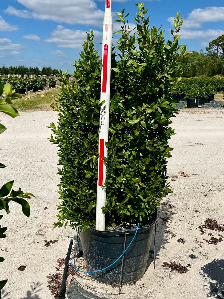 conocarpus-erectus-green-buttonwood