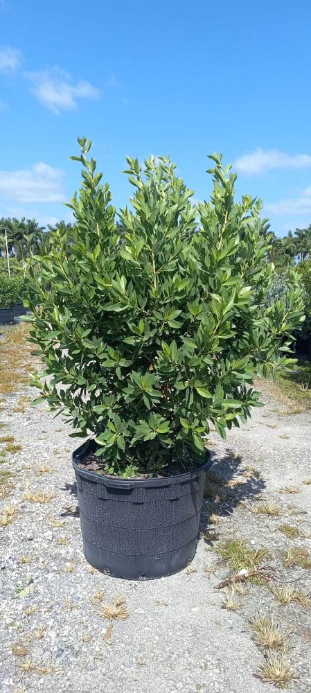 conocarpus-erectus-green-buttonwood
