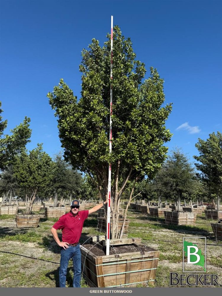 conocarpus-erectus-green-buttonwood