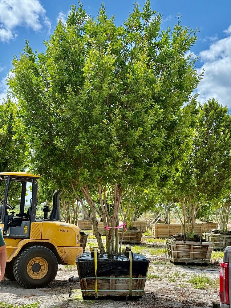 conocarpus-erectus-green-buttonwood