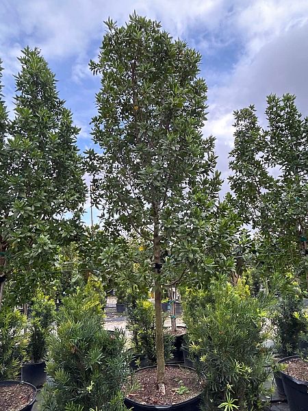 conocarpus-erectus-green-buttonwood