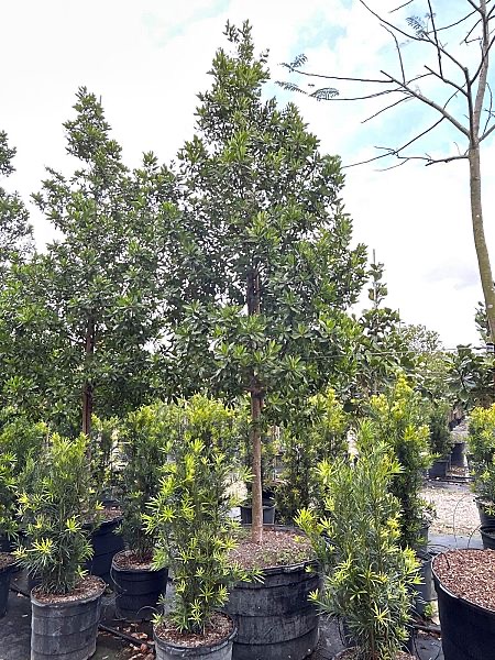 conocarpus-erectus-green-buttonwood