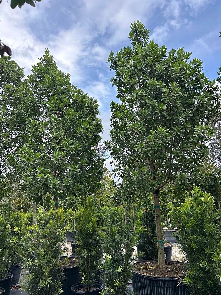 conocarpus-erectus-green-buttonwood