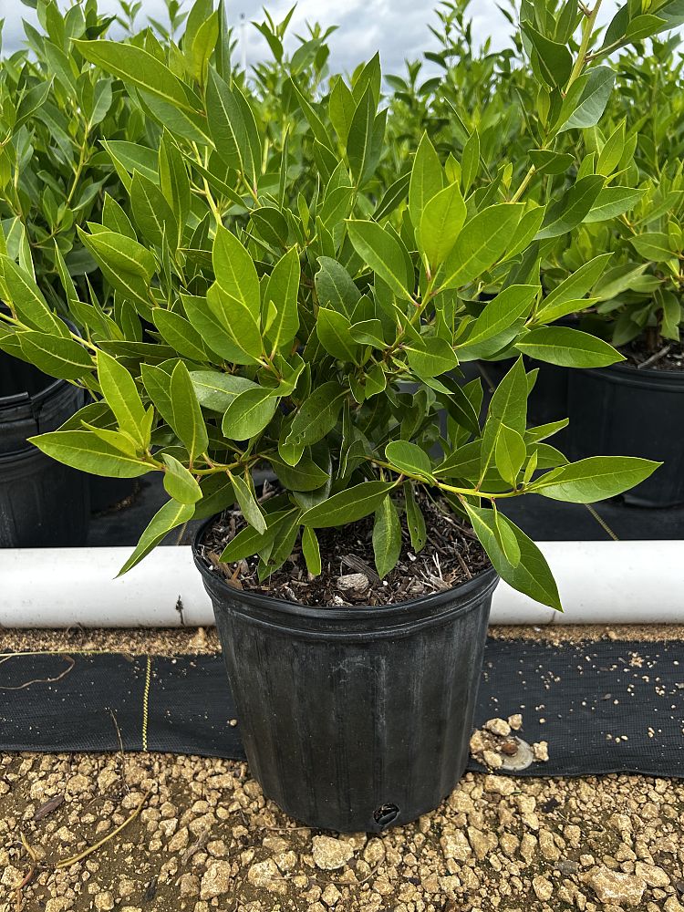 conocarpus-erectus-green-buttonwood