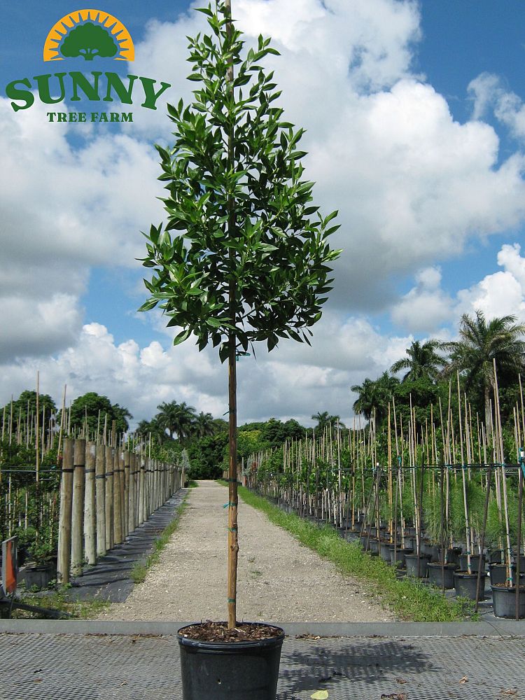 conocarpus-erectus-green-buttonwood