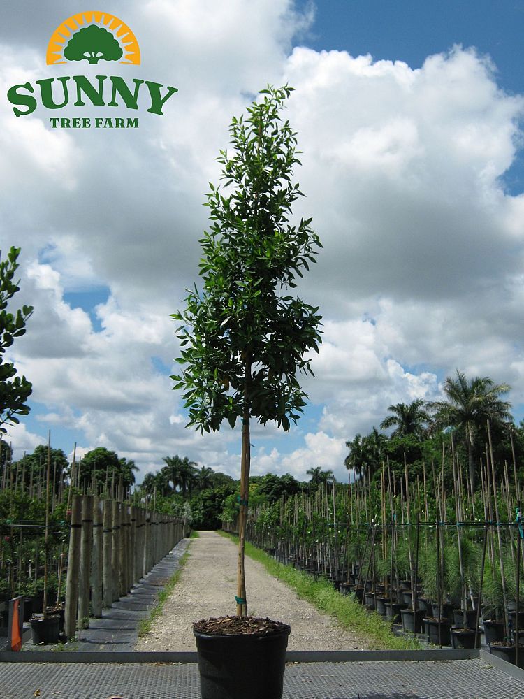conocarpus-erectus-green-buttonwood