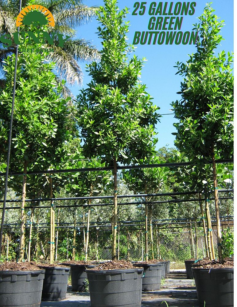 conocarpus-erectus-green-buttonwood