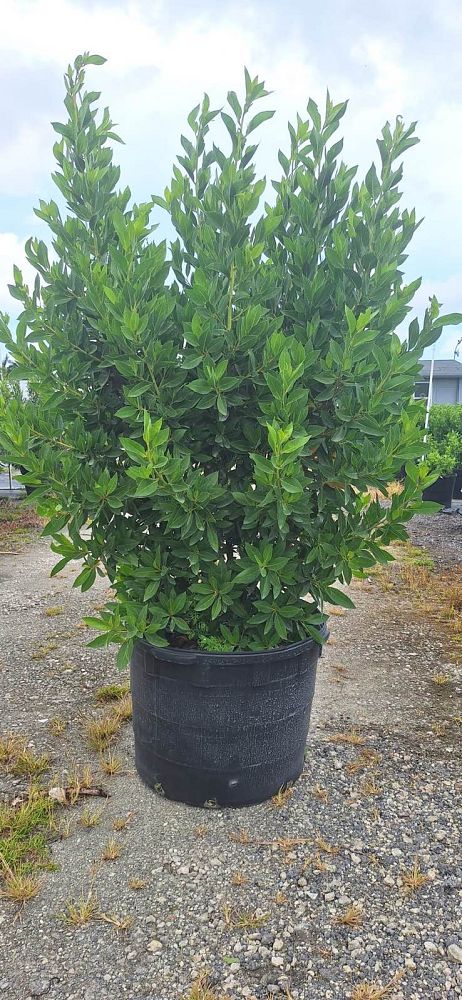 conocarpus-erectus-green-buttonwood