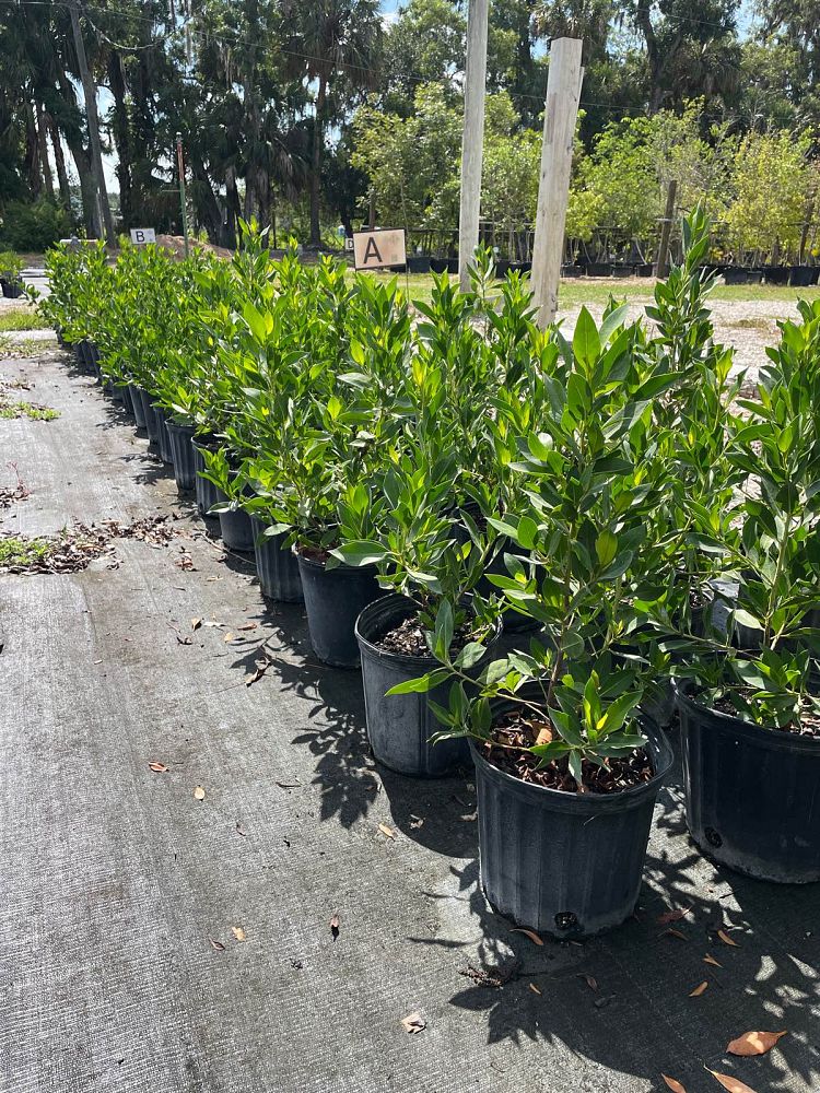 conocarpus-erectus-green-buttonwood