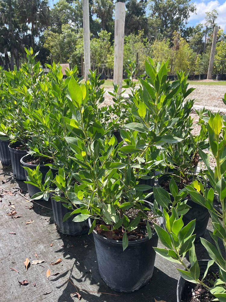 conocarpus-erectus-green-buttonwood