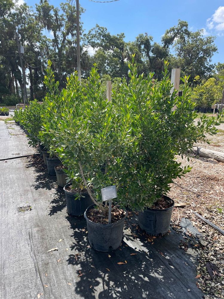 conocarpus-erectus-green-buttonwood