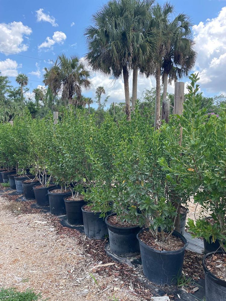 conocarpus-erectus-green-buttonwood