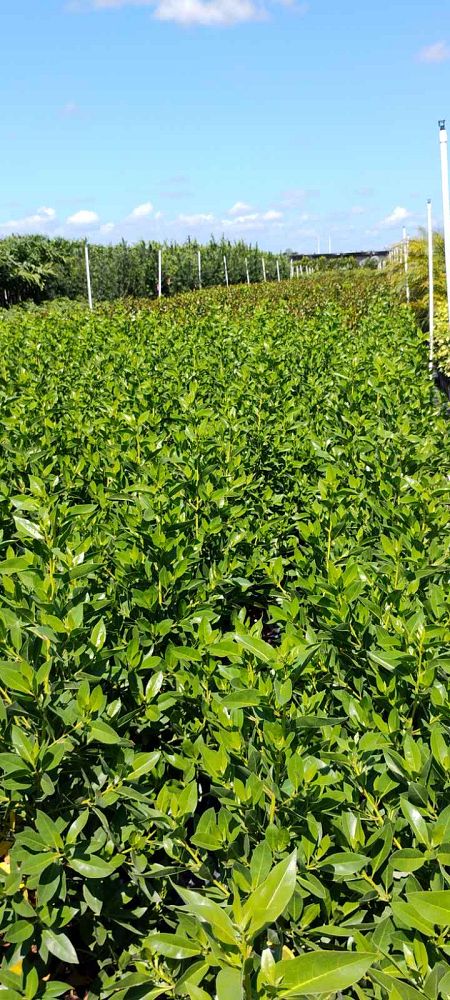 conocarpus-erectus-green-buttonwood