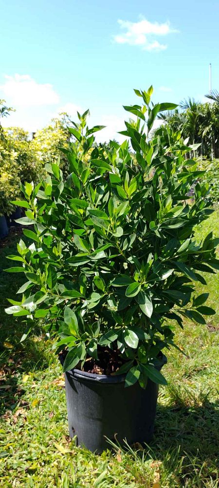 conocarpus-erectus-green-buttonwood