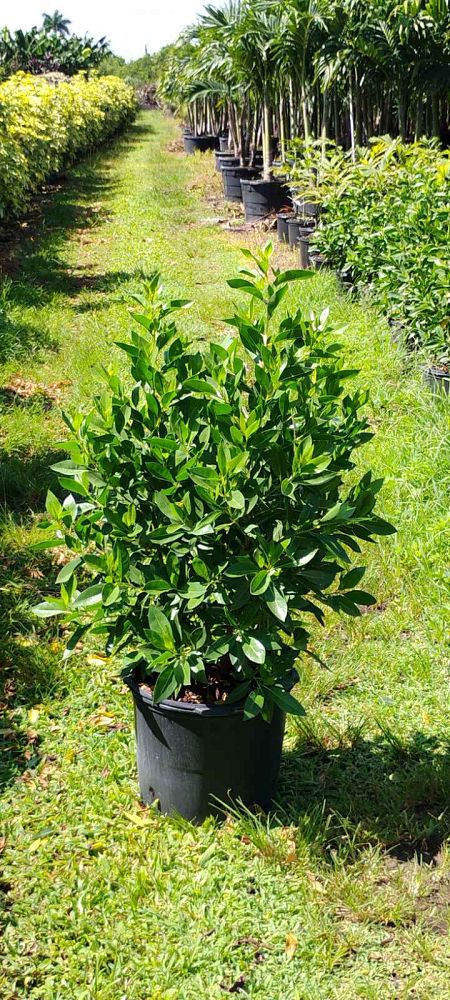 conocarpus-erectus-green-buttonwood