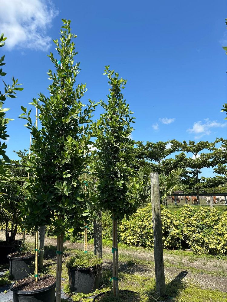 conocarpus-erectus-green-buttonwood