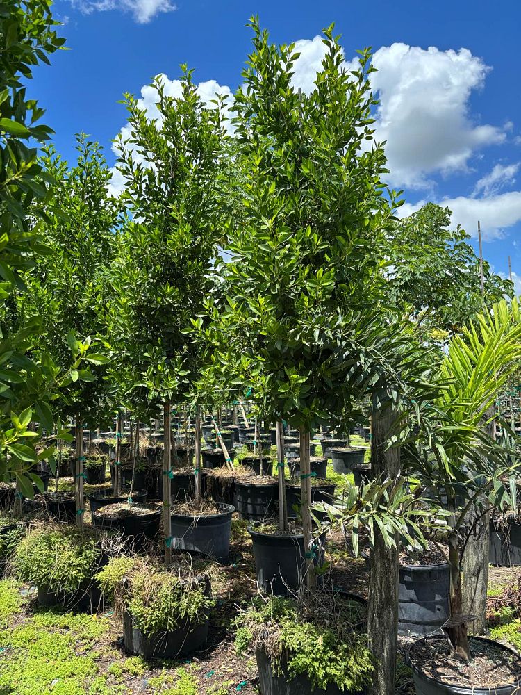 conocarpus-erectus-green-buttonwood