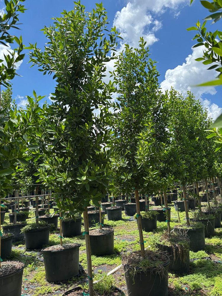 conocarpus-erectus-green-buttonwood