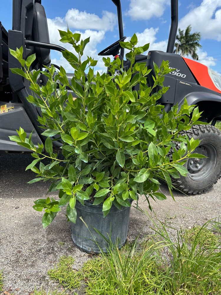conocarpus-erectus-green-buttonwood