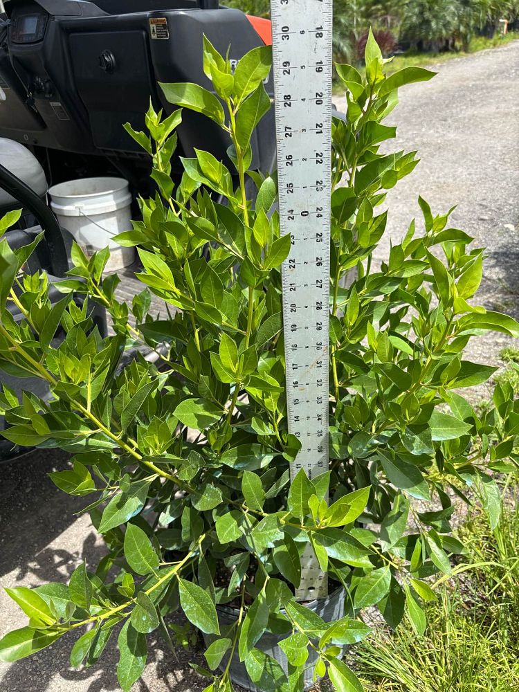 conocarpus-erectus-green-buttonwood