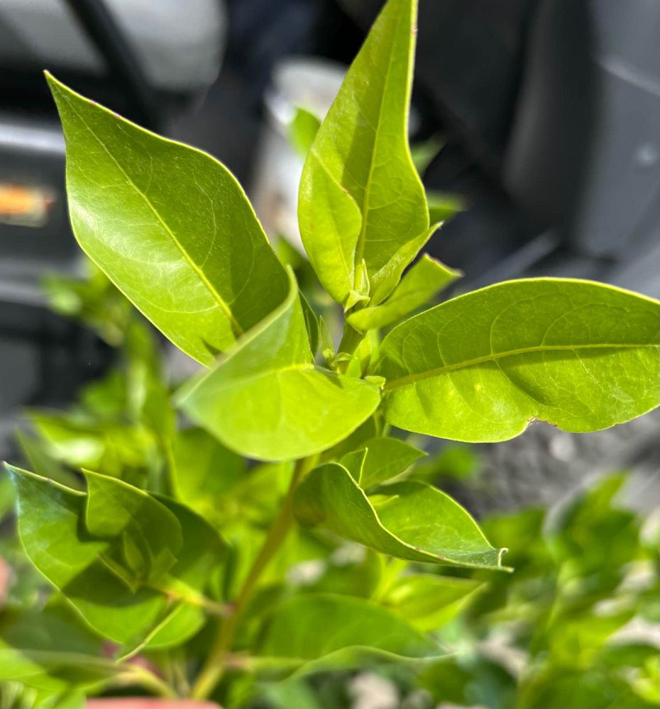 conocarpus-erectus-green-buttonwood