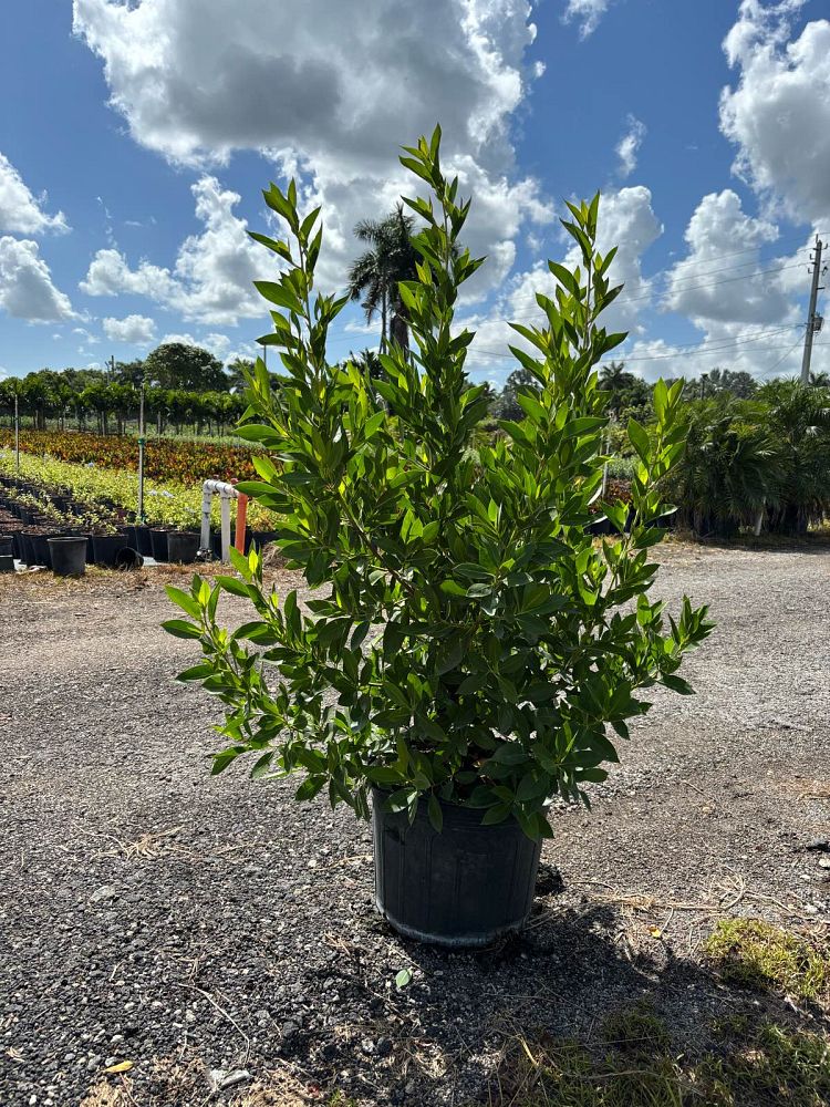 conocarpus-erectus-green-buttonwood