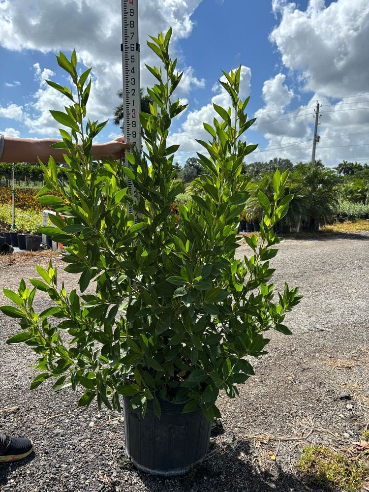 conocarpus-erectus-green-buttonwood