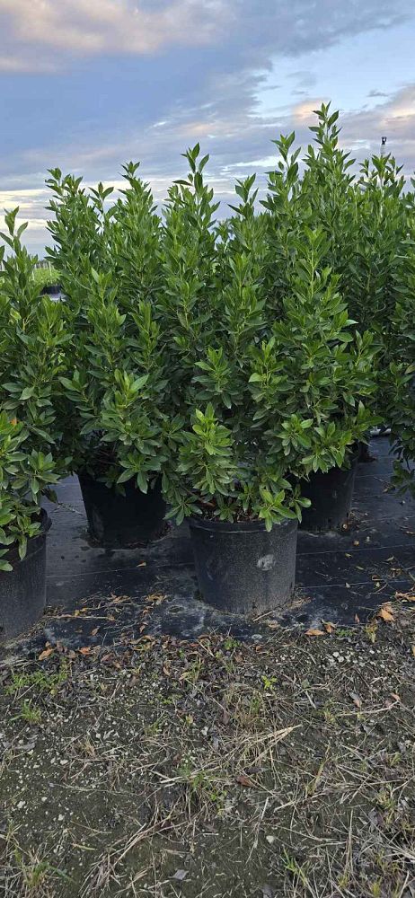 conocarpus-erectus-green-buttonwood