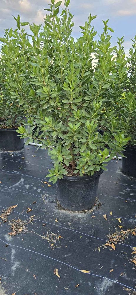 conocarpus-erectus-green-buttonwood