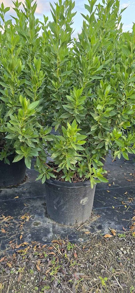 conocarpus-erectus-green-buttonwood