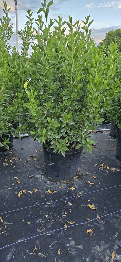 conocarpus-erectus-green-buttonwood