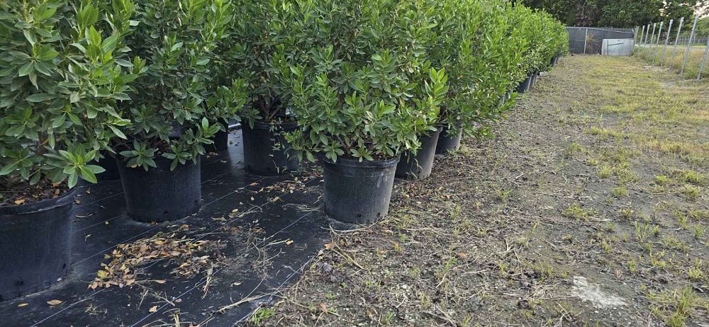 conocarpus-erectus-green-buttonwood