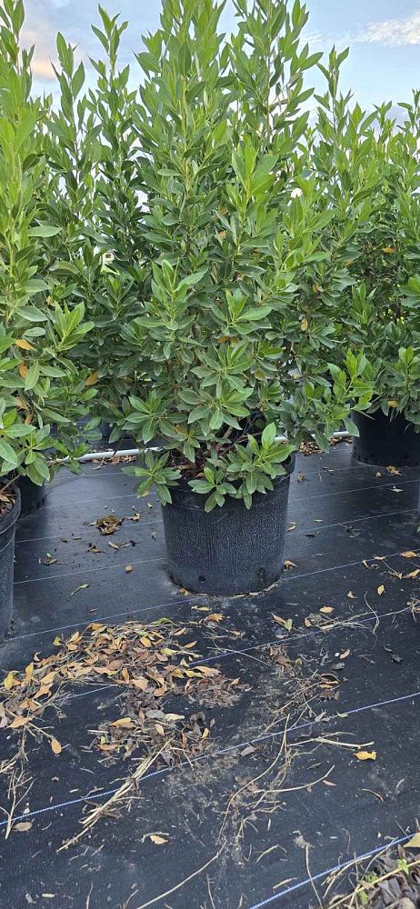 conocarpus-erectus-green-buttonwood