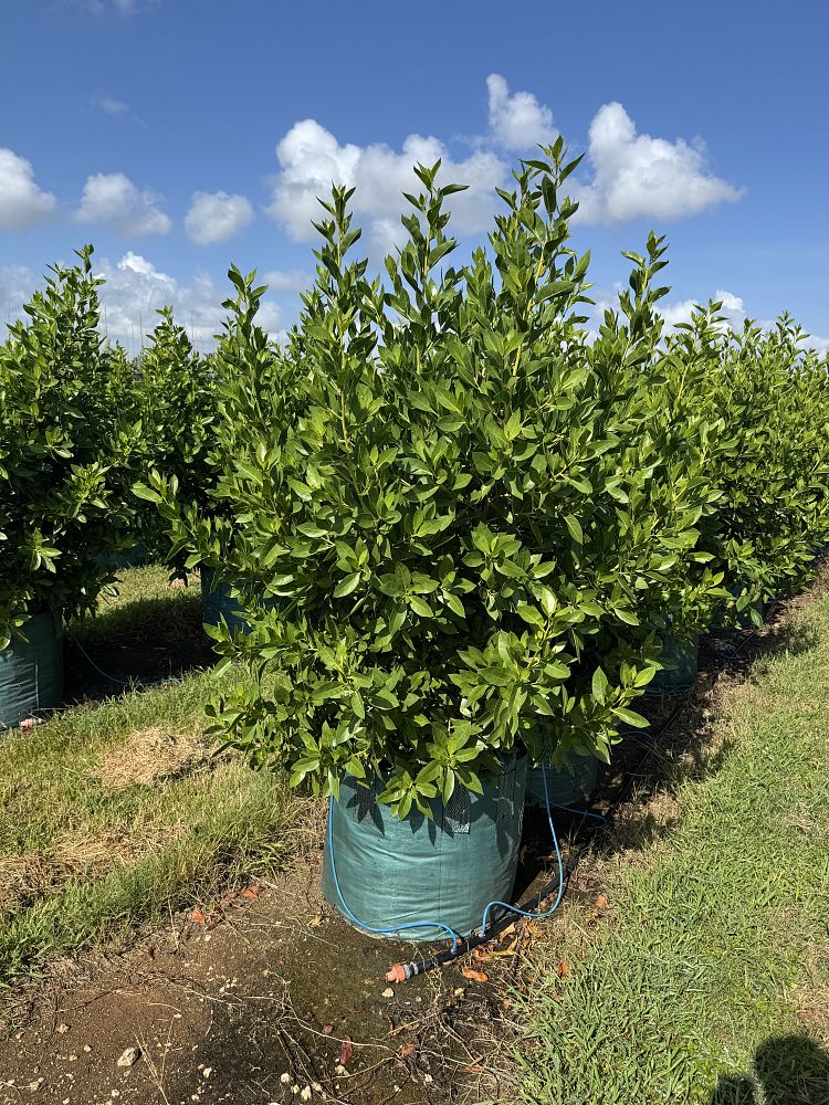 conocarpus-erectus-green-buttonwood