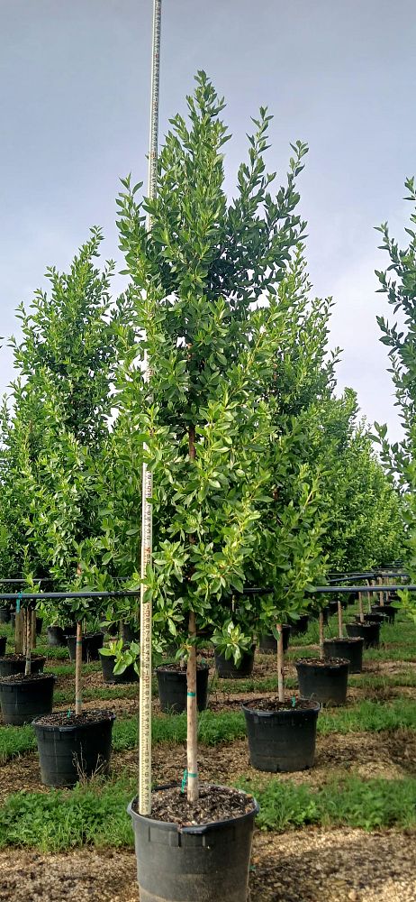 conocarpus-erectus-green-buttonwood