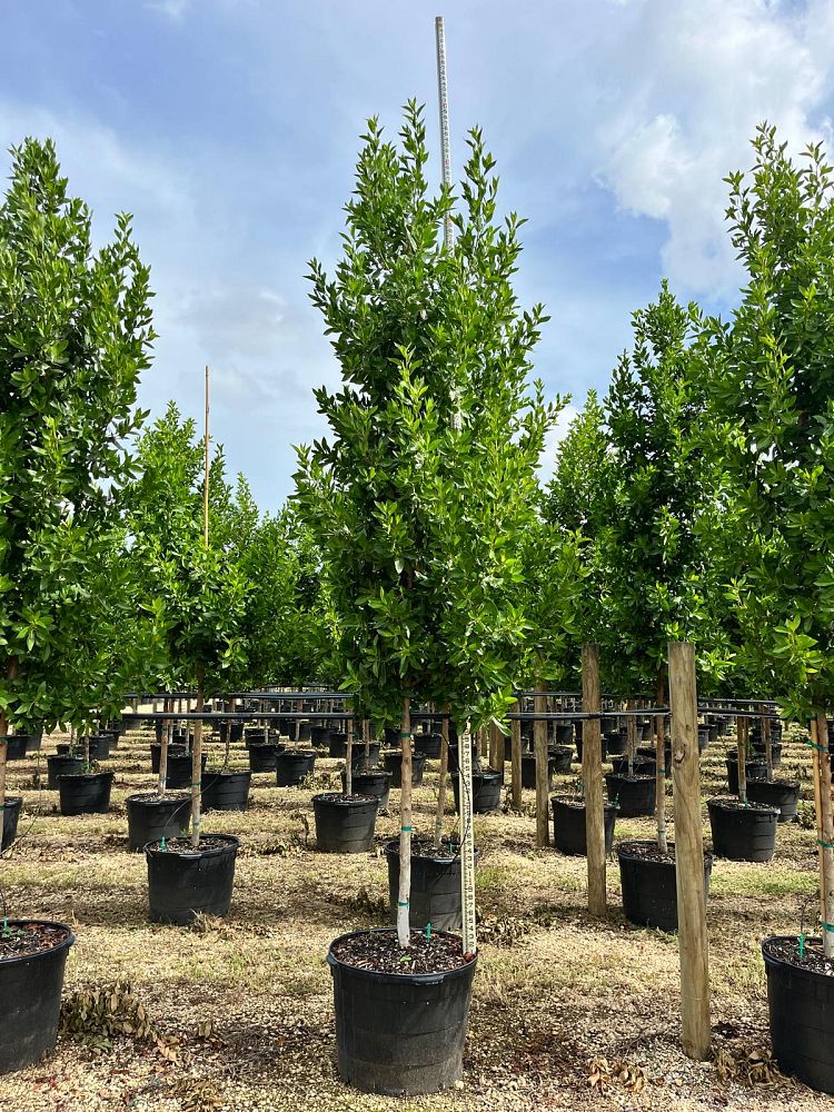 conocarpus-erectus-green-buttonwood