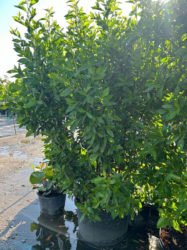 conocarpus-erectus-green-buttonwood