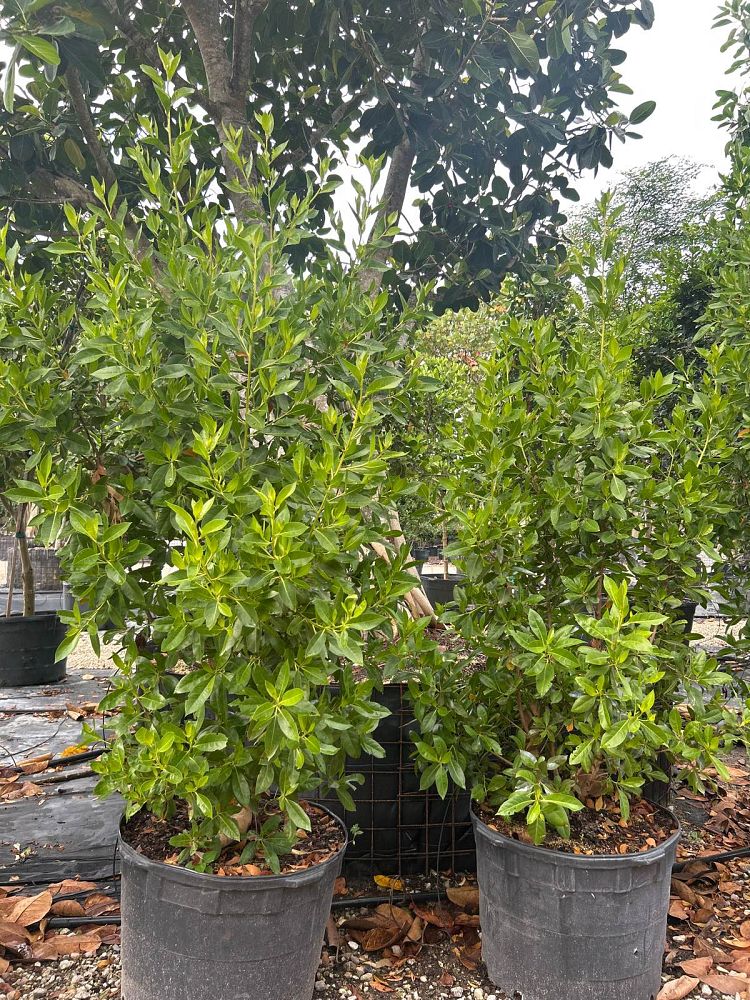 conocarpus-erectus-green-buttonwood