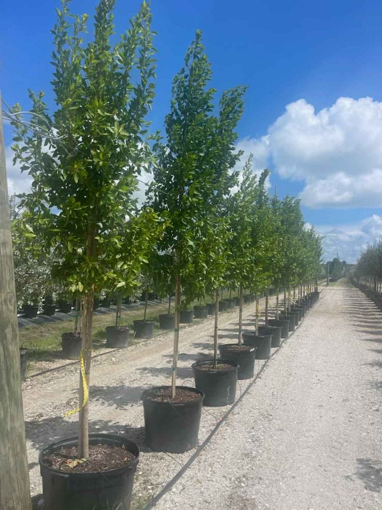 conocarpus-erectus-green-buttonwood