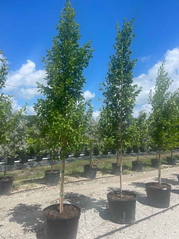 conocarpus-erectus-green-buttonwood