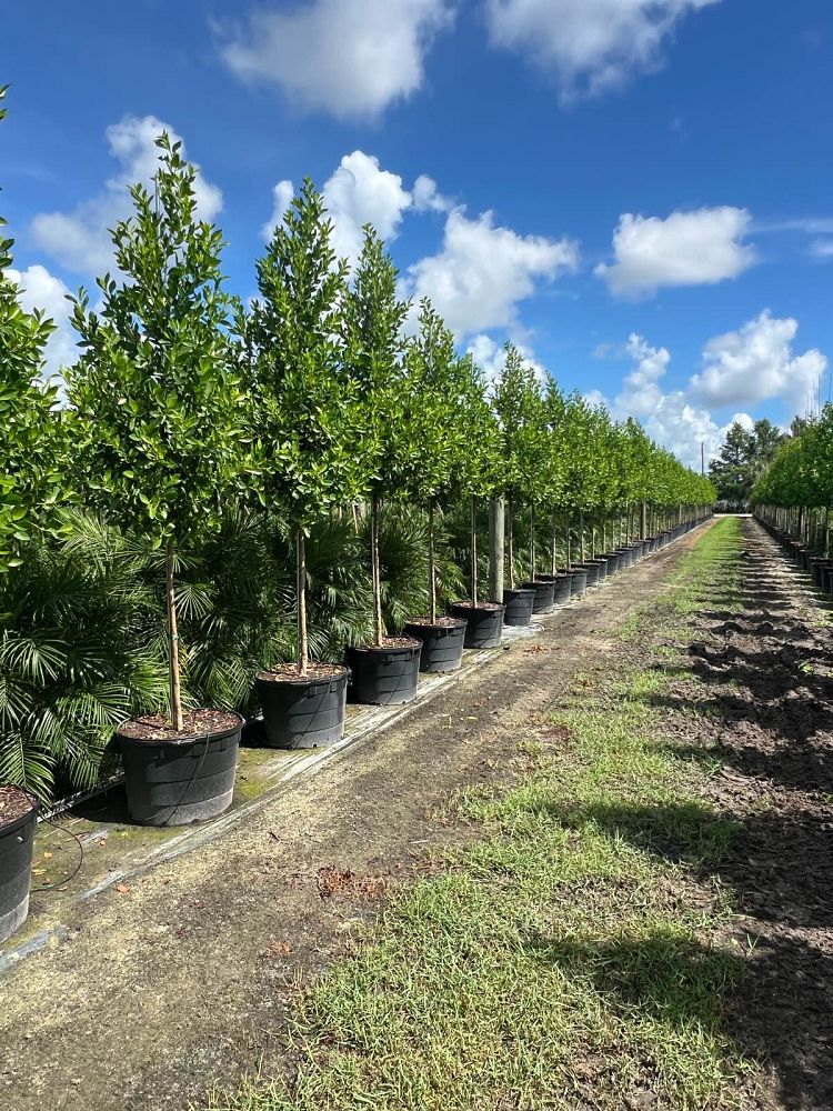 conocarpus-erectus-green-buttonwood