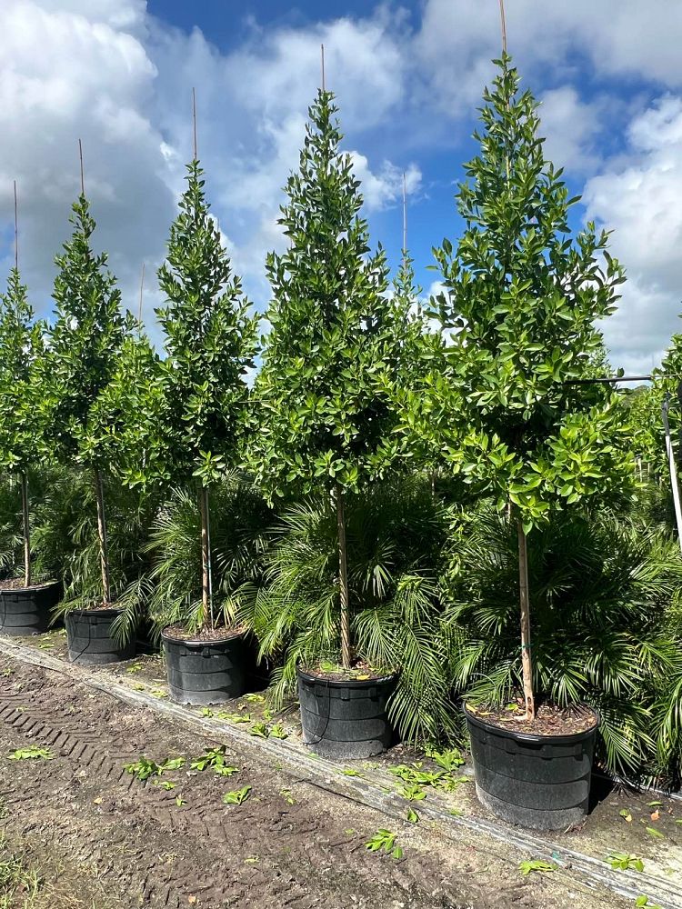 conocarpus-erectus-green-buttonwood