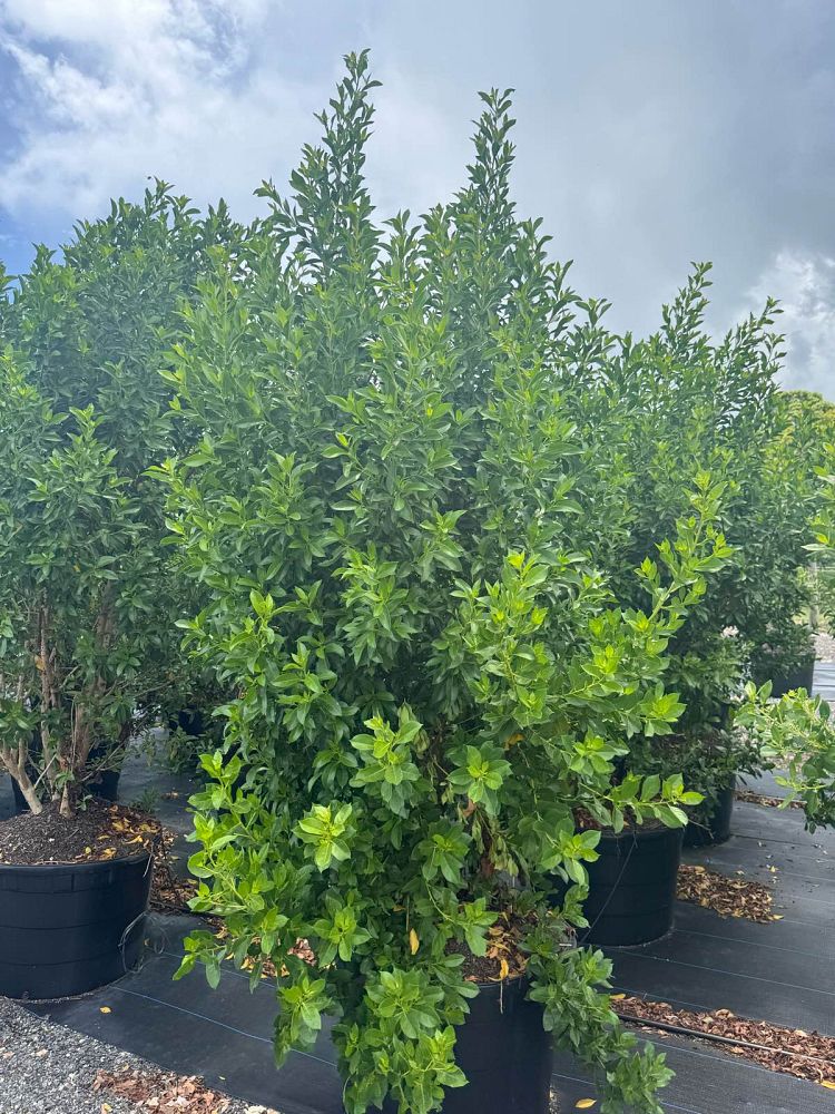 conocarpus-erectus-green-buttonwood